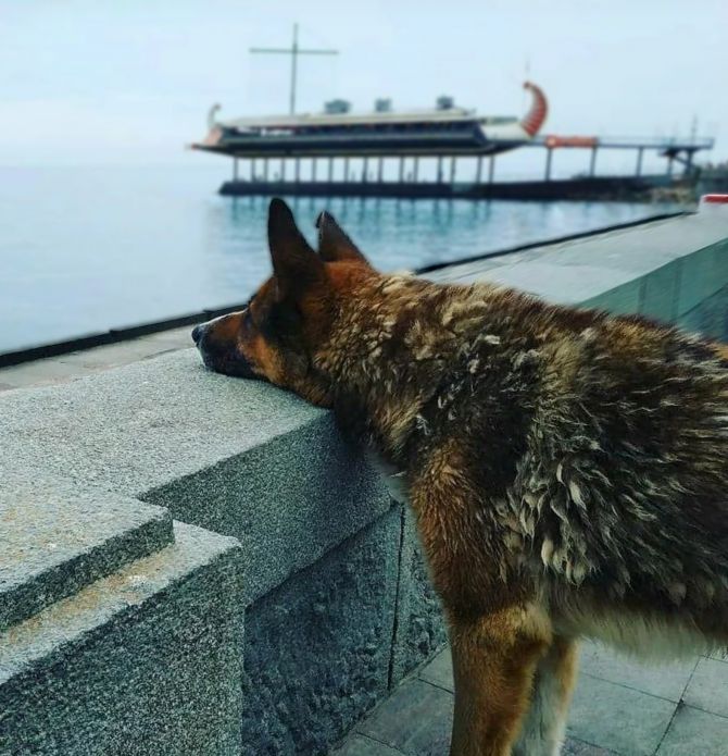 Ялтинский пёс Мухтар 13 лет ждал своего хозяина